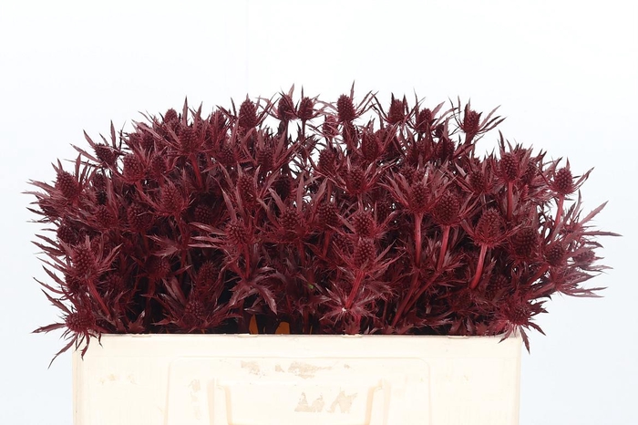 <h4>Eryn Orion Kl Bh Bordeaux</h4>