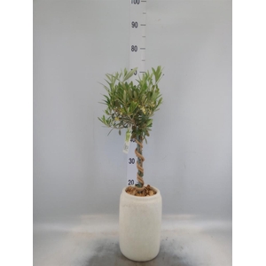 Arr.   Tuinplanten H%