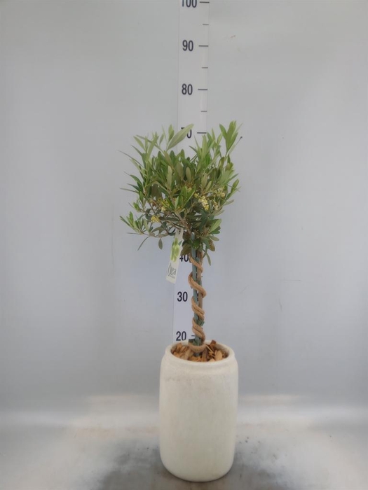 <h4>Arr.   Tuinplanten H%</h4>