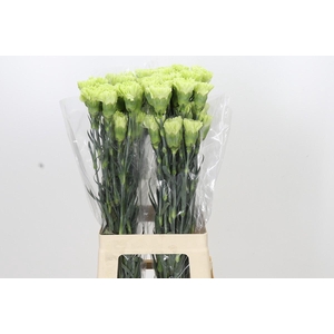 Dianthus St Goblin