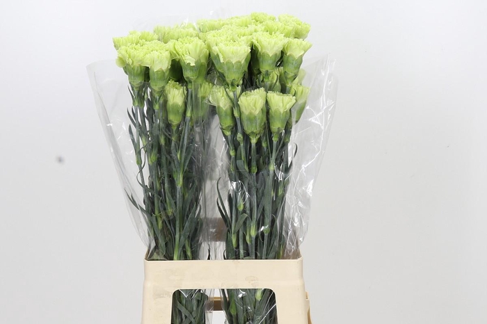 <h4>Dianthus St Goblin</h4>