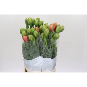 Tulipa (frans) Du Renown Unique