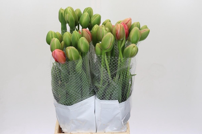 <h4>Tulipa du Renown Unique</h4>