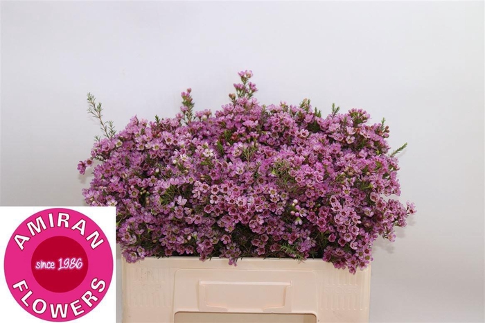 <h4>CHAME PAINTED LAD</h4>