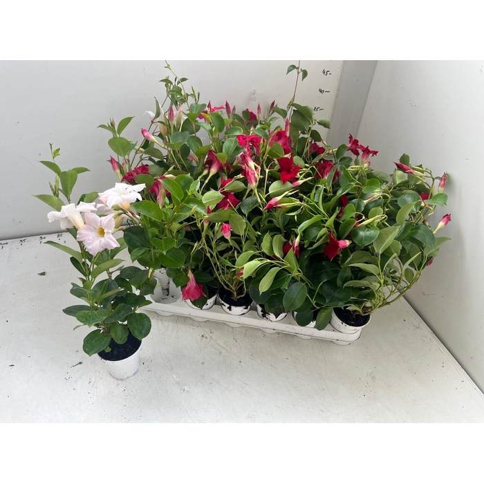 <h4>MANDEVILLA OV</h4>