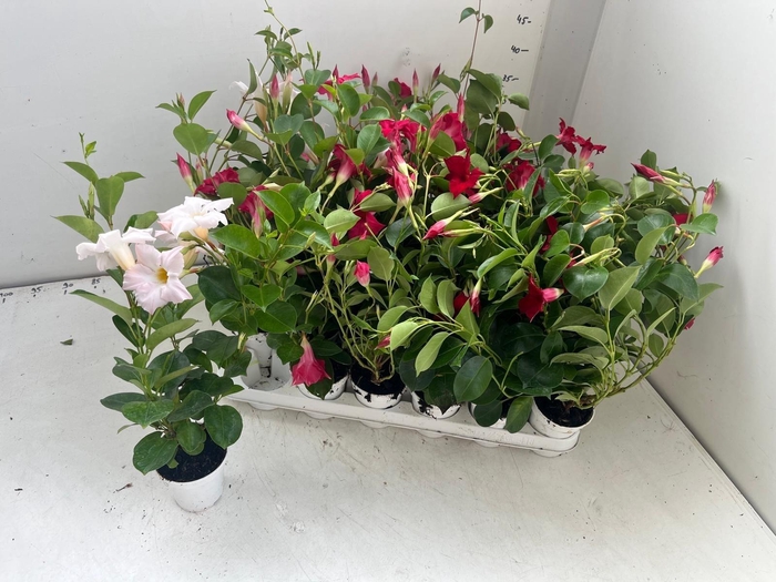MANDEVILLA OV