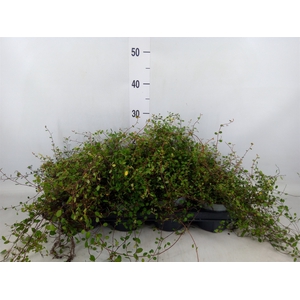 Muehlenbeckia com. 'Mao'ri'