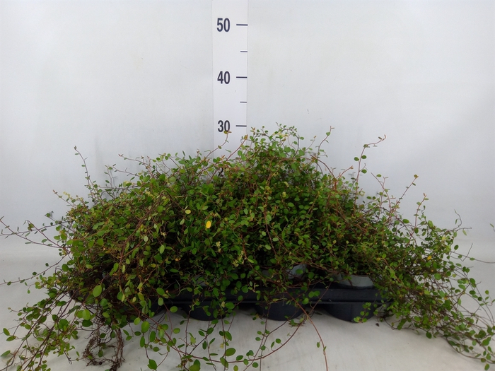 <h4>Muehlenbeckia com. 'Mao'ri'</h4>