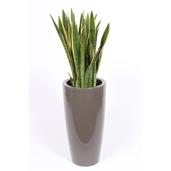 <h4>Sansevieria Laurentii in Santorini pot "taupe"</h4>