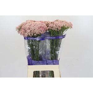 Ozothamnus Cooks Tall Pink