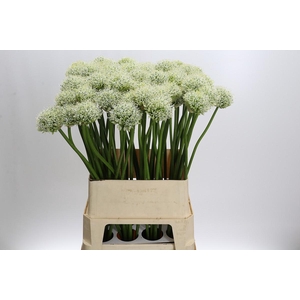 Allium Mount Everest