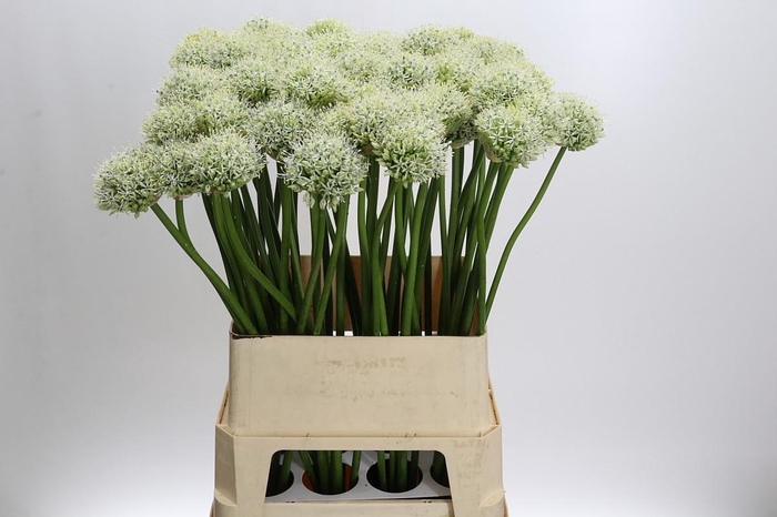 <h4>Allium Mount Everest</h4>