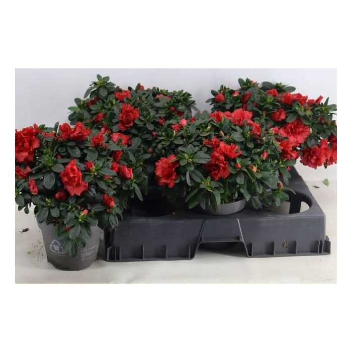 <h4>RHODO SI JIMMY</h4>