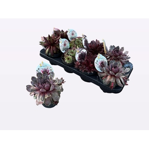 Sempervivum  'ChickCh'   ...mix