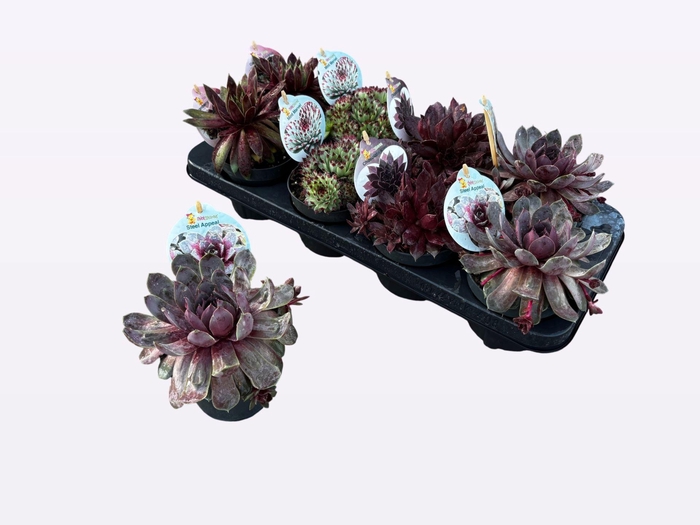 <h4>Sempervivum  'ChickCh'   ...mix</h4>