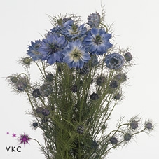 Nigella blue per bunch