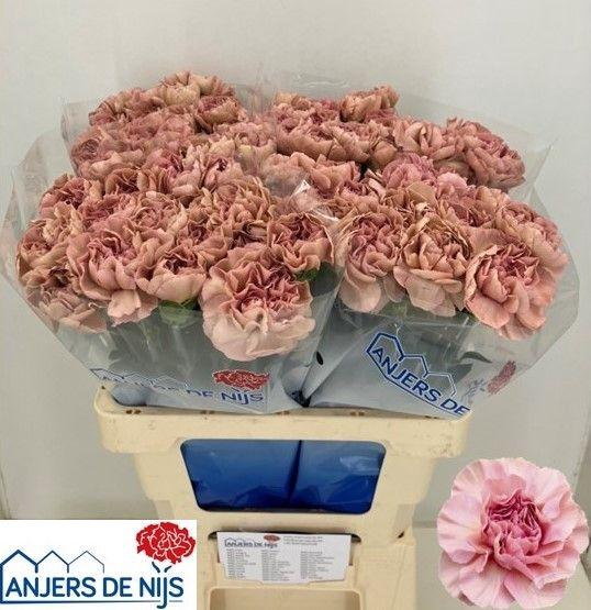 <h4>DI ST HAPPY CHERY</h4>