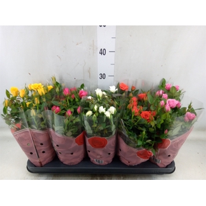 Rosa  'Star Roses'   ...mix 4