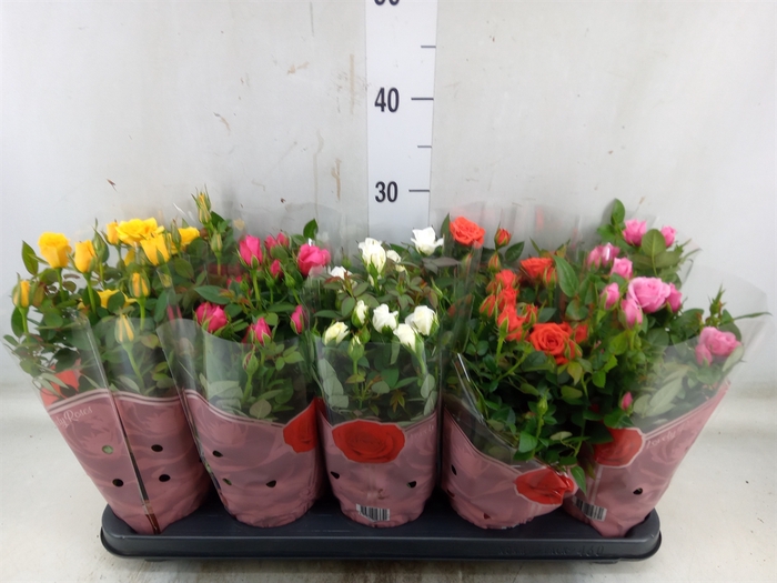 <h4>Rosa  'Star Roses'   ...mix 4</h4>
