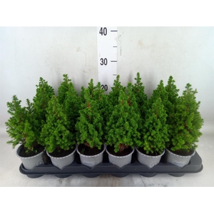 Chamaecyparis thyo. 'Spitsbergen'