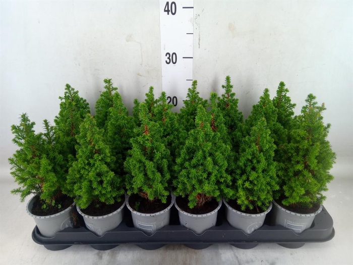 <h4>Chamaecyparis thyo. 'Spitsbergen'</h4>