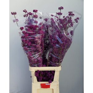 CALLICARPA BOD PROFU