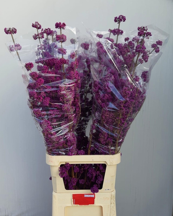 <h4>CALLICARPA BOD PROFU</h4>