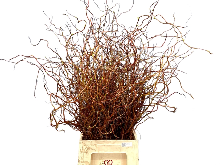 <h4>SALIX DART SNAKE BS</h4>