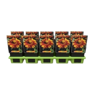 Helenium 'Can Can' P11