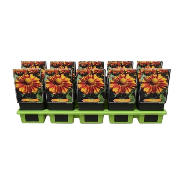 <h4>Helenium 'Can Can' P11</h4>