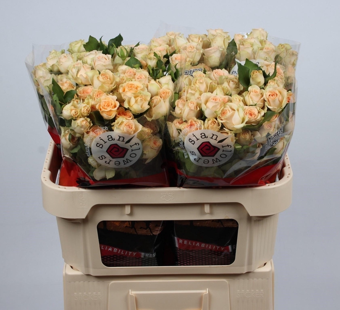 <h4>R TR SANCERRE</h4>