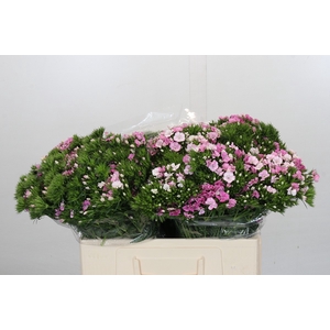 Dianthus Br Amazon Rose Magic