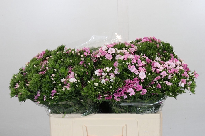 <h4>Dianthus Br Amazon Rose Magic</h4>