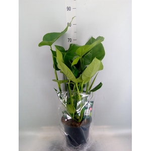 Monstera delic.
