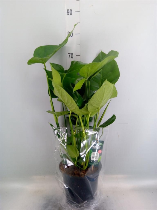 <h4>Monstera delic.</h4>