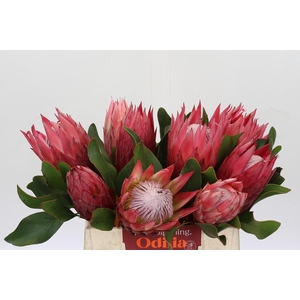 Protea Cynaroides Madiba