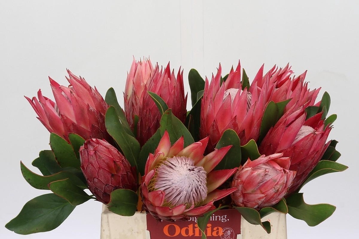 <h4>Protea Cynaroides Madiba</h4>