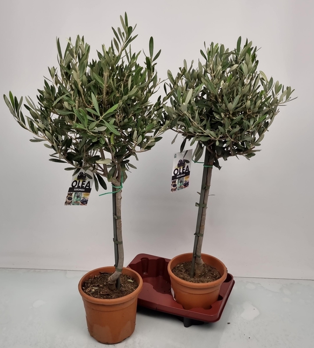 <h4>OLEA EUROPAEA</h4>