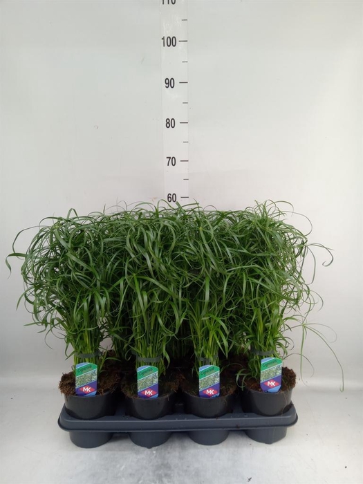 <h4>Cyperus alternifolius</h4>