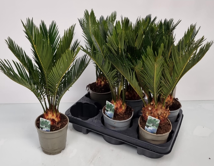 <h4>CYCAS REVOLUTA</h4>