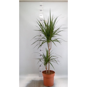 Dracaena marg.