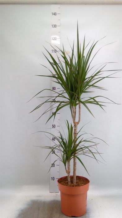 <h4>Dracaena marg.</h4>