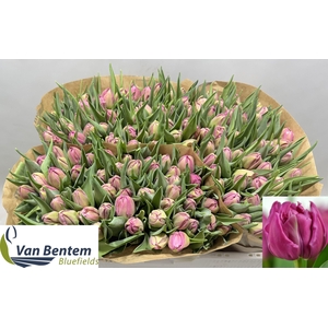 TU DU DOUBLE PRINCES