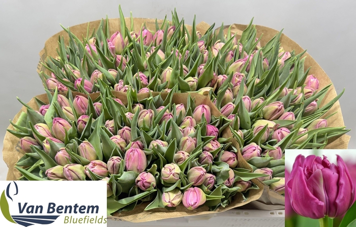 <h4>TU DU DOUBLE PRINCES</h4>