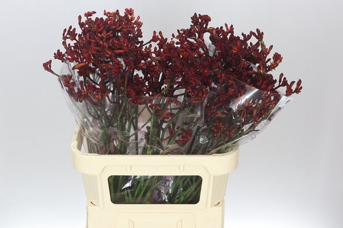 <h4>Anigozanthos Early Spring</h4>