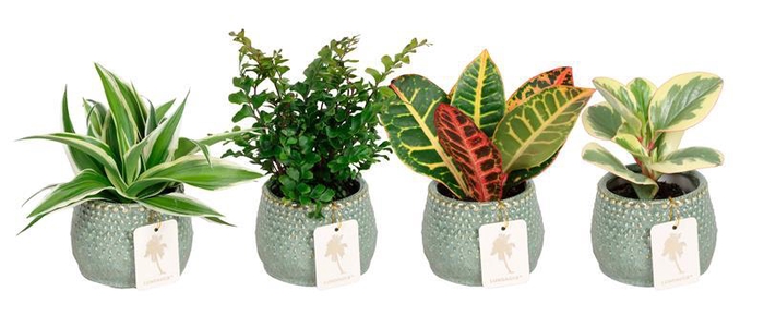 <h4>L 67268  Green MIX 6 cm</h4>