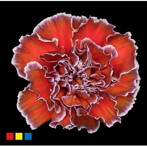 Dianthus St Aruba