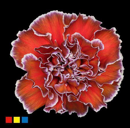 Dianthus St Aruba