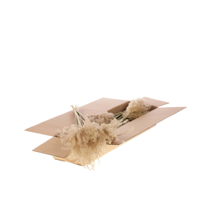 Fluffy Reed Grass 10pc Sb Natural