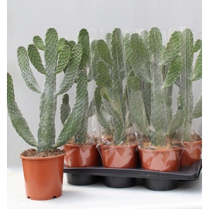 OPUNTIA